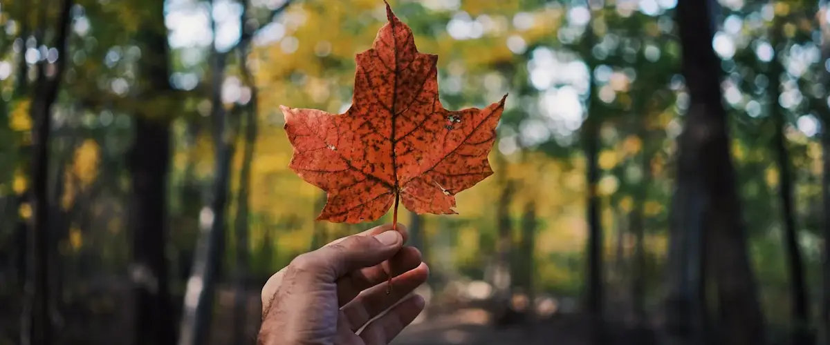 You may be given refugee protection in Canada if you meet the definition of a Convention refugee or if you are a person in need of protection.